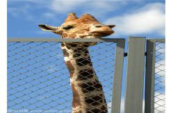 China Flexible Stainless Steel Zoo Mesh , Stainless Steel Animal Cage Wire Mesh supplier