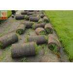Extruded Plastic Turf Netting / Agricultural Mesh For Grass Seedlings Germinate for sale