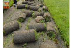China Extruded Plastic Turf Netting / Agricultural Mesh For Grass Seedlings Germinate supplier