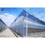 Hydroponic Tomato Lettuce Agricultural Multi Span Plastic Greenhouse for sale