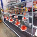 Automatic feeding system for broilers for sale