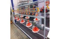 China Automatic feeding system for broilers supplier