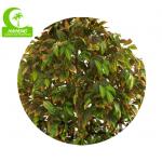 Luxury Height 170cm Artificial Ficus Tree For House Decoration