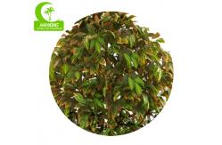 China Luxury Height 170cm Artificial Ficus Tree For House Decoration supplier