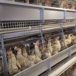 H Shaped Small Stacked Layer Chicken Cage Can Be Customized for sale