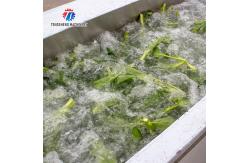 China SUS304 Ozone Treatment  Fruit And Vegetable Washing Machine Cherry Tomato supplier