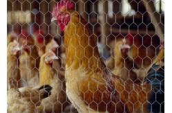 China Galvanized Chicken Coop Hexagonal Wire Mesh Free Sample Garden Protection supplier