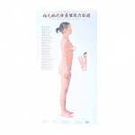 Human Body Meridian Acupuncture Culture Acupoint Acupressure Points Chart for sale