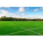 SGS Approved Plastic 9000 Dtex Artificial Turf Grass Eco-Friendly