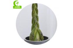 China All Season 160cm Height Braided Artificial Money Tree Plant Indoor supplier