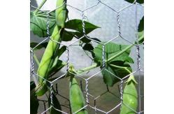 China Factory supply 1 chicken hot dipped galvanised hexagonal wire mesh supplier