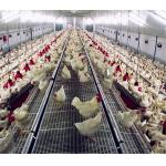 Automatic Chicken Feeder System Broiler Poultry Equipment