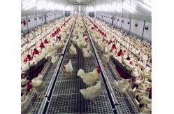 China Automatic Chicken Feeder System Broiler Poultry Equipment supplier