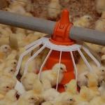 Closed House Chicken 20T Poultry Farm Equipment for sale