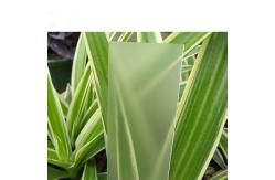 China Custom White Milk Mall Sun Polycarbonate Frosted Sheet , PC Embossed Sheets supplier
