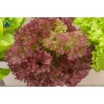 Hydroponic Square NFT Gully System For High Yield Vegetable Growing