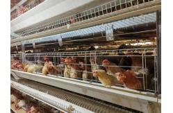 China High Brood Survival Rate Layer Chicken Cage Multilayer Partition Structure supplier