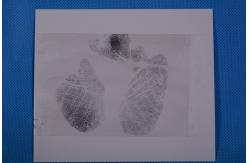 China C159 White low gloss palm print backing sheet supplier