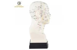 China Eco Friendly 20cm Head Acupuncture Body Model Without Effusion Liquid supplier
