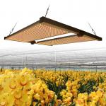 650w Hydroponic 4x4 LED Grow Light For Cannabis Growing for sale