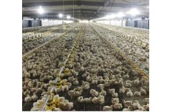 China Automatic Complete Broiler Pan Feeding System supplier