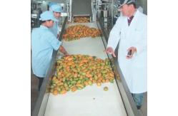 China 380V 50Hz Pineapple Processing Line For Concentrated Juice supplier