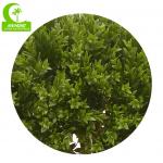 Anti Fading Artificial Topiary Tree , Artificial Spiral Tree 110cm