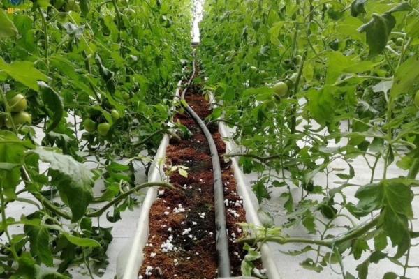 PVC Substrate Planting Gutter Hydroponics For Strawberries And Tomatoes Planting