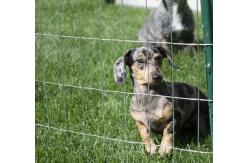 China 1/2x1 1x1 16 Gauge Galvanized Welded Wire Mesh 25mmx25mm Rust Resistance supplier