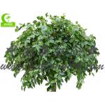 Fire Retardant Aesthetic Faux Ficus Plant , 8ft Artificial Palm Tree In Green
