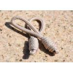 Eco Friendly Garments Polyester Drawstring Cord 6cm Non Stretch for sale