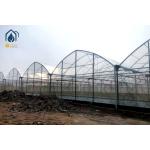 Agricultural PE Film Multi Span Greenhouse With Metal Frame 8m / 9.6m Span Width for sale
