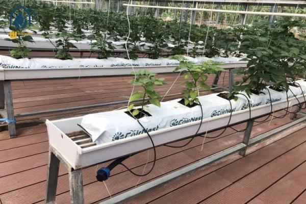 Hydroponic PVC NFT Vertical Substrate Planting Gutter Growing System For Tomato