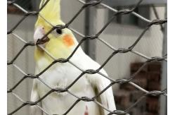China Stainless Steel 304/316 Aviary Mesh Small hole flyproof Parrot Cage house fence supplier