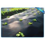 Black Agriculture Non Woven Cover For Healthy Growth for sale