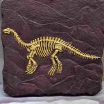 Outdoor Dinosaur Skeleton Replica Model Life Size RoHS Approved for sale