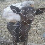 Chicken 0.5mm Hexagonal Iron Wire Mesh Galvanized Normal Twist