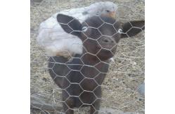 China Chicken 0.5mm Hexagonal Iron Wire Mesh Galvanized Normal Twist supplier