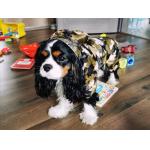 Reflective Puppy Small Dog Rain Coat , Soft Breathable Waterproof Dog Jacket for sale