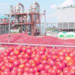 Tomato Planting Machine Tomato Processing Line Full / Semi Automatic 2 - 50 T/H for sale