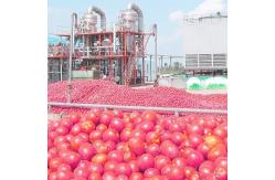 China Tomato Planting Machine Tomato Processing Line Full / Semi Automatic 2 - 50 T/H supplier