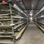 Galvanized Steel Broiler Poultry Farm Equipment H Type 10000 Birds Battery Broiler Poultry Chicken Cage for sale