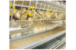 China Yellow Poultry Auto Drinker System Broiler Nipple Drinker With Cup supplier