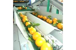 China Stainless Steel Vegetables Fruit Processing Equipment With Spiral Conveyors supplier