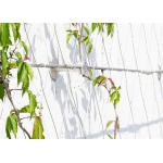 60mm*60mm Hole Stainless Steel Rope Mesh Green Wall For Greening for sale