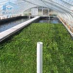 Easily Installed Agricultural Commercial Green House Hot Sale Factory Price Agricultural Tunnel Greenhouse for sale