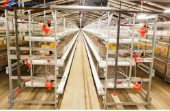 China Automatic Equipment Chicken Layer Cages Hot Dip Galvanized Steel Material supplier