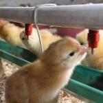 Farming Equipment Automatic Chicken Watering Application Drinker, Plastic+Stainless Steel Material Nipple Drinker For Br for sale