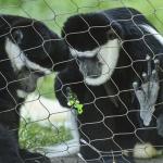 Corrosion Resistant Black Oxide Zoo Animal Fence Mesh