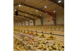 China Q235B Q355B Steel Structure Chicken House , Economical Prefab Steel Structure Building supplier